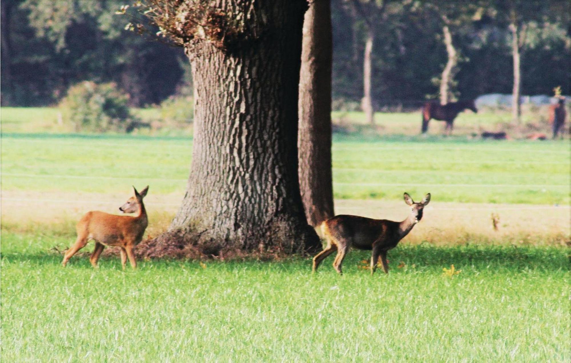 Vossenhol Villa Ommen Luaran gambar